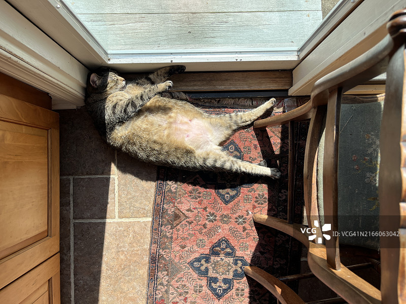 虎斑猫伸展身体，露出肚子在阳光下小憩图片素材