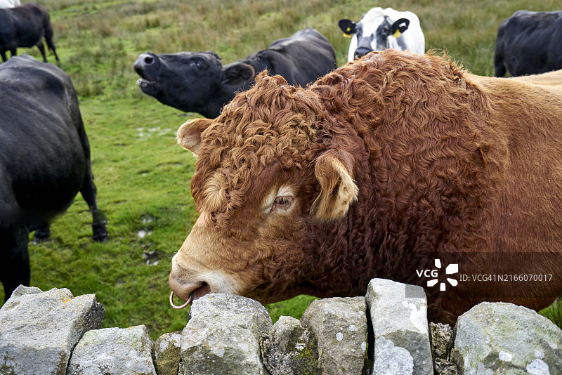 公牛和奶牛，英国约克郡图片素材