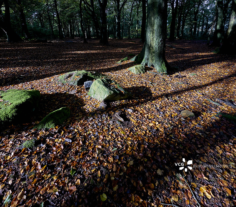 英国约克郡乡村的古老森林图片素材