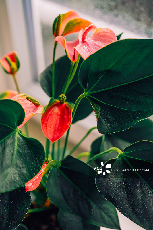 粉色红掌植物图片素材