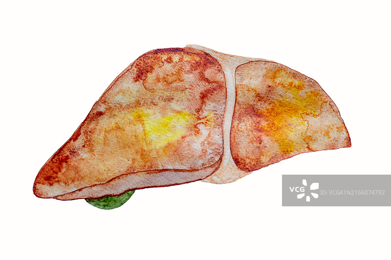 手绘水彩人体肝脏图图片素材