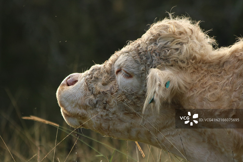 夏洛莱牛的弗莱芒反应图片素材