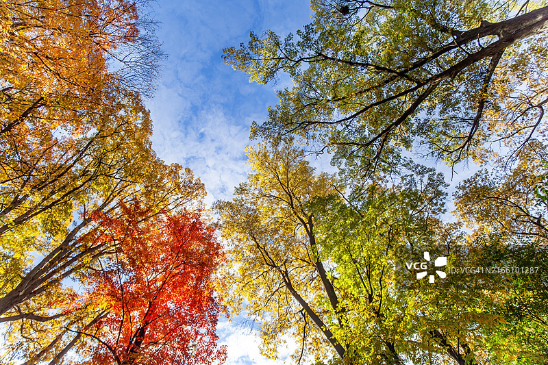 秋叶的颜色图片素材