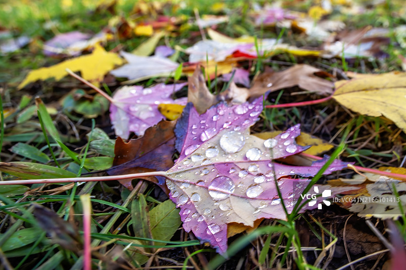 秋叶上的雨滴图片素材