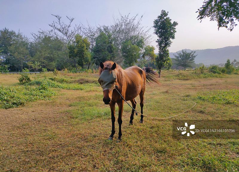 田野里的家养马图片素材