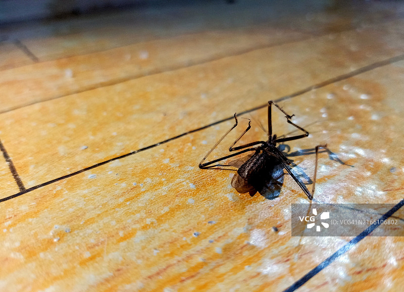 房子地毯上的死草蜢图片素材