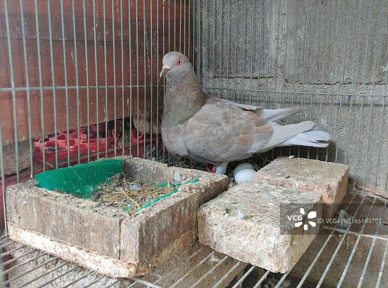 被囚禁的鸽子妈妈图片素材
