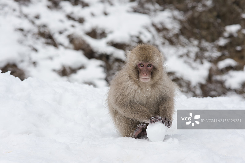 日本一个独特而迷人的旅游景点:被大自然包围的雪猴公园。图片素材