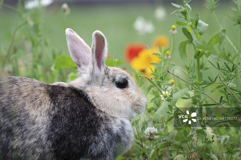 兔子（家兔）：在色彩缤纷的草地上图片素材