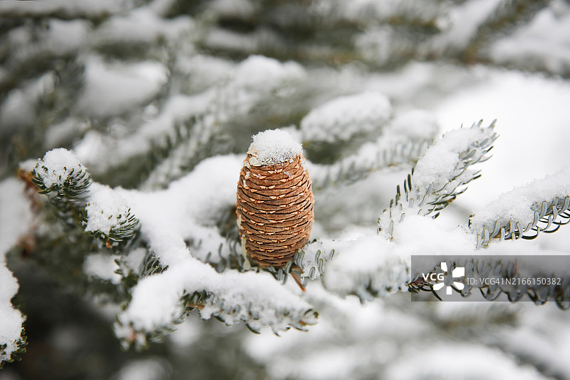 雪景中常绿树枝上的朝鲜冷杉松果图片素材