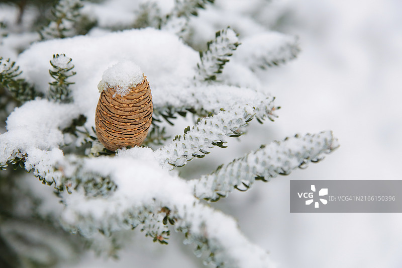 冬季风景中，雪松树枝上覆盖着雪的韩国冷杉图片素材