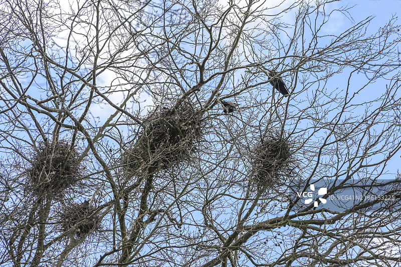 高大树顶上的乌鸦群筑巢（房地产、建筑业和住房短缺的象征）图片素材