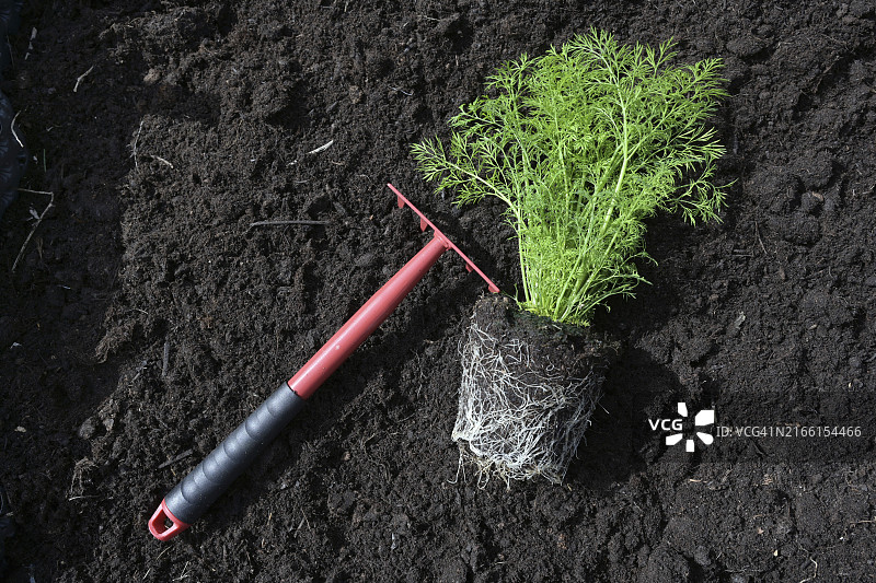 深色肥沃堆肥土壤上的绿色莳萝植物和红色耙子，准备种植在厨房的香草园中图片素材