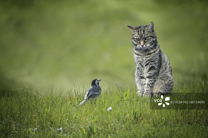 聚焦：小鹡鸰鸟与虎斑猫在草地上图片素材