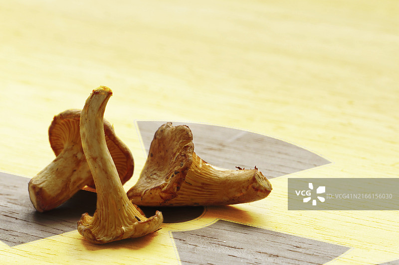 切尔诺贝利核灾难过后多年，欧洲森林的鸡油菌仍受放射性污染图片素材