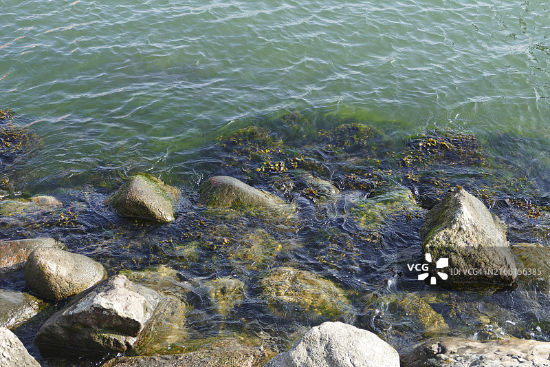 以岩石为防波堤的海滨，海藻与绿水背景图片素材