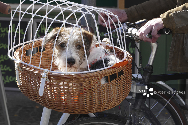 小梗犬幼犬在自行车篮子里图片素材