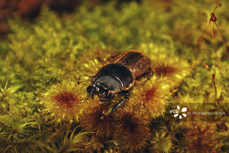 赫尔姆斯鹿角锹甲在新西兰森林的苔藓上图片素材