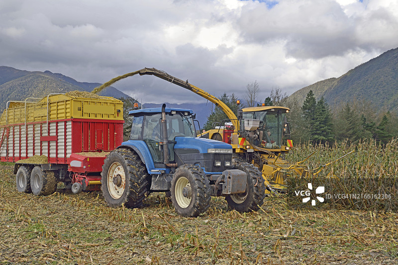 新西兰西海岸奶牛场农民收割青贮玉米图片素材