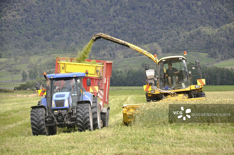 农民在西大陆新西兰的奶牛场收割黑小麦作物，用于青贮饲料图片素材
