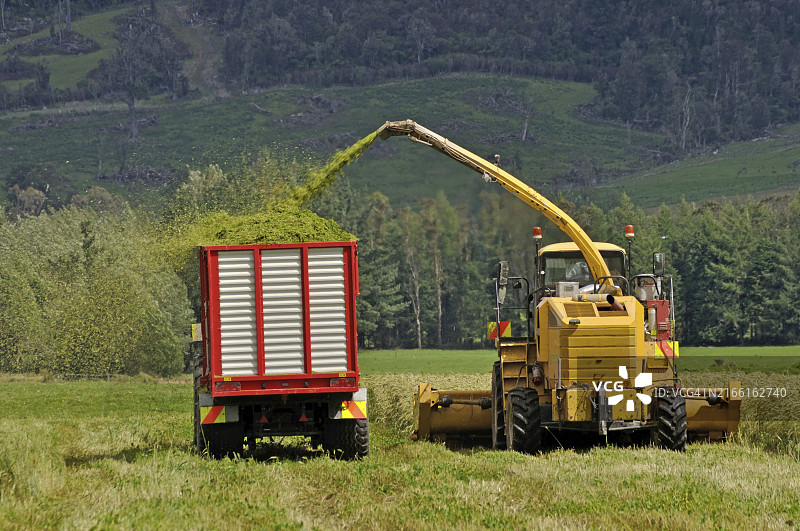 农民在西大陆新西兰的奶牛场收割黑小麦作物，用于青贮饲料图片素材
