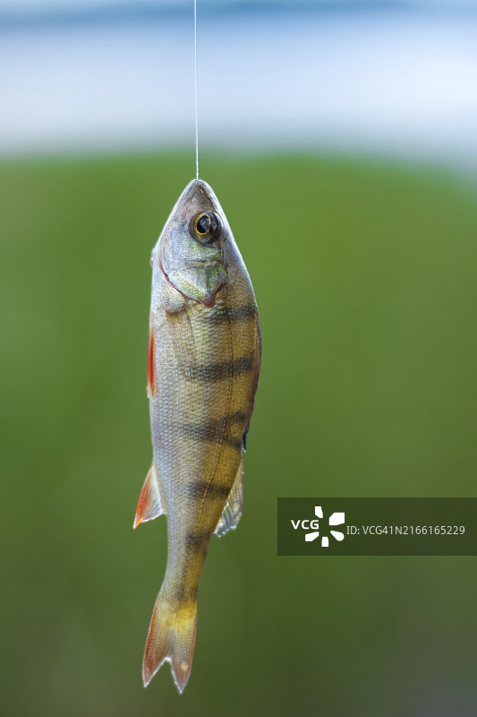 钓到的鲈鱼特写图片素材