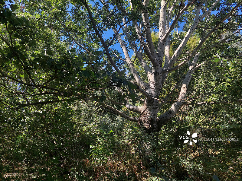 茂密森林中一棵绿叶繁茂的白杨树，直指湛蓝天空图片素材