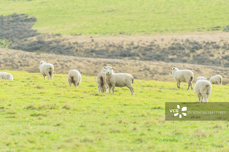 新西兰农场上的一群羊图片素材