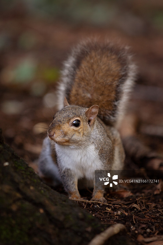 秋日里的松鼠图片素材