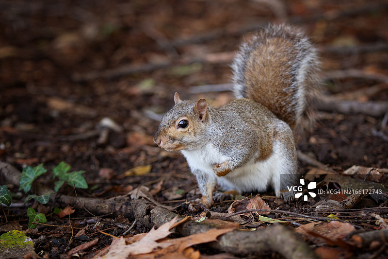 蒙扎公园秋天的松鼠图片素材