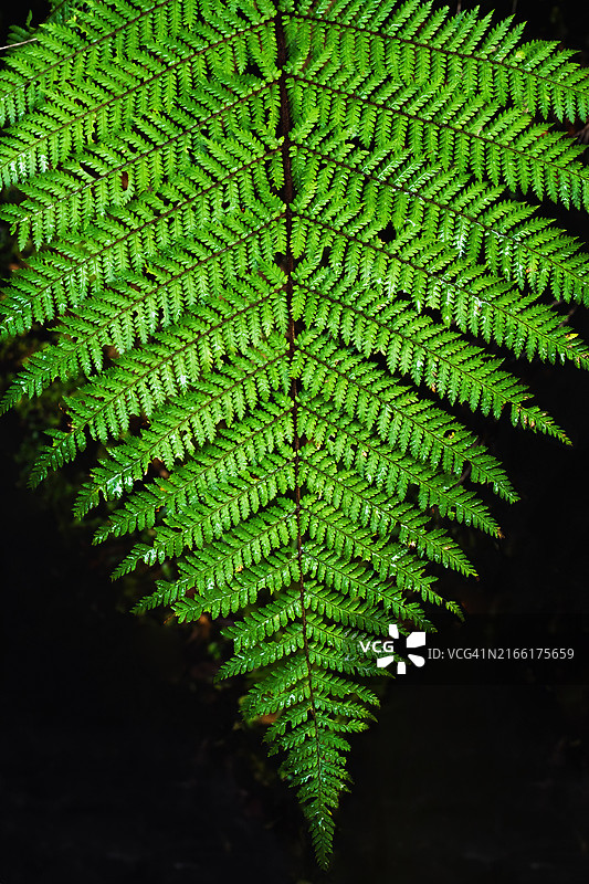 雨林中的阴影蕨类植物图片素材