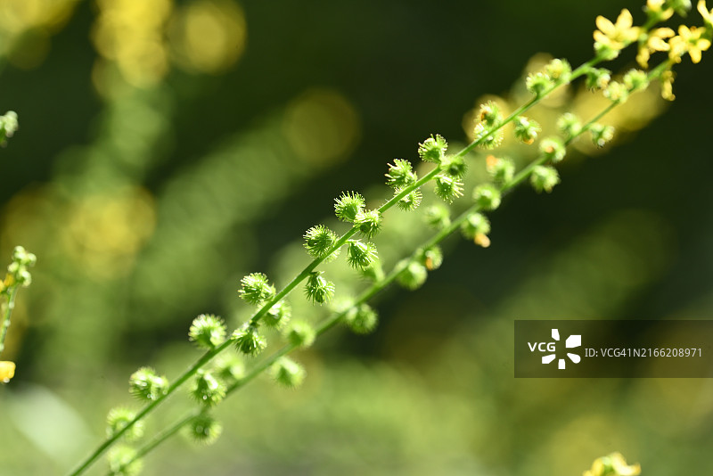 龙芽草图片素材
