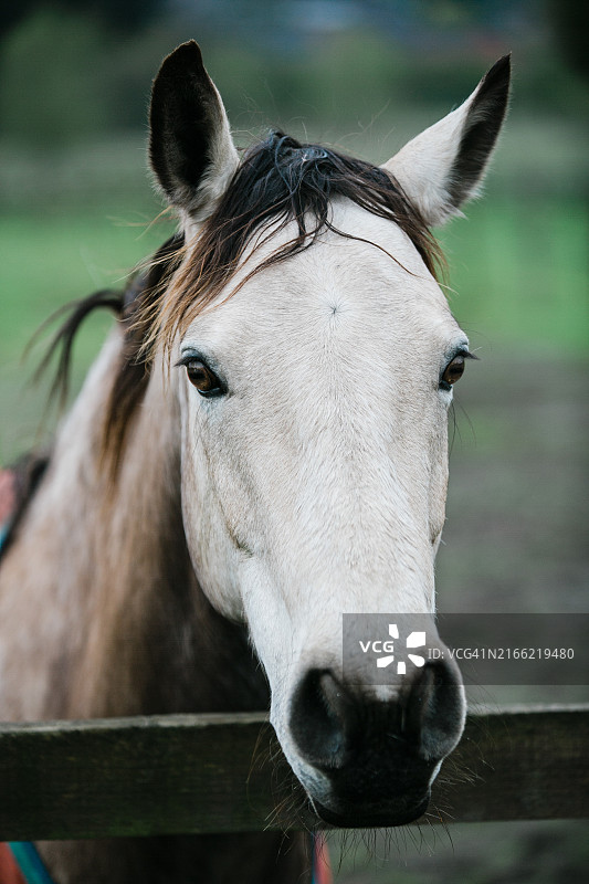 马的画像图片素材