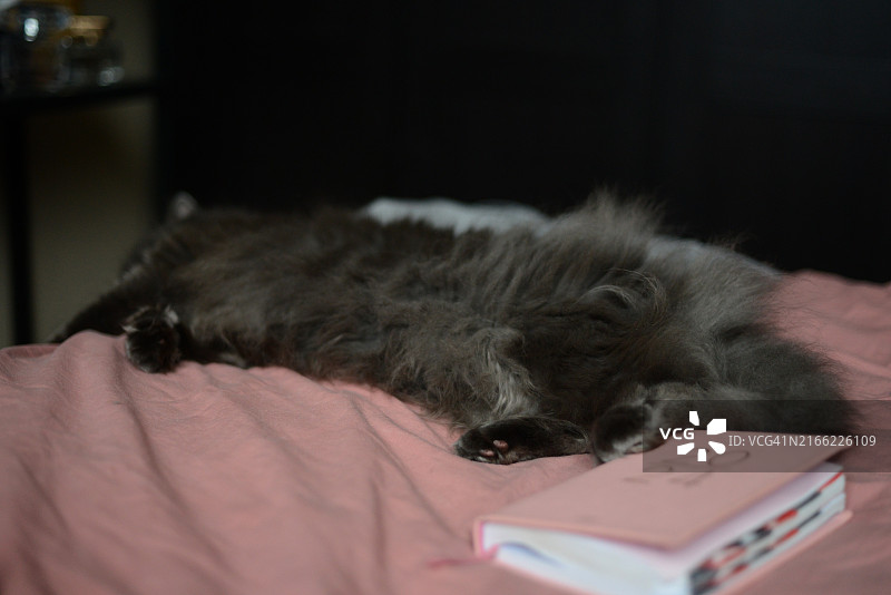 在床上睡觉的黑猫图片素材