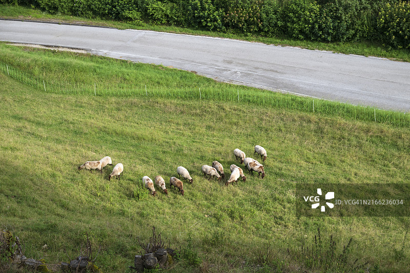 羊群在朗格勒的田野里吃草图片素材