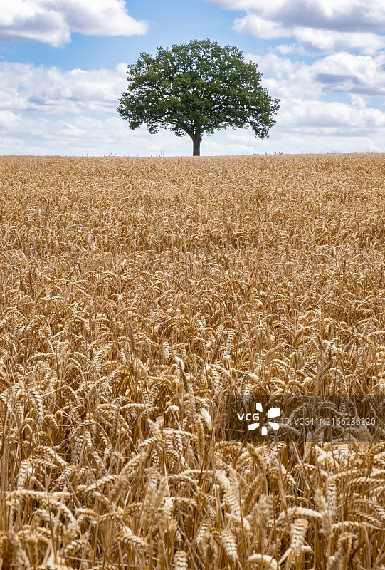 麦田中的孤树图片素材