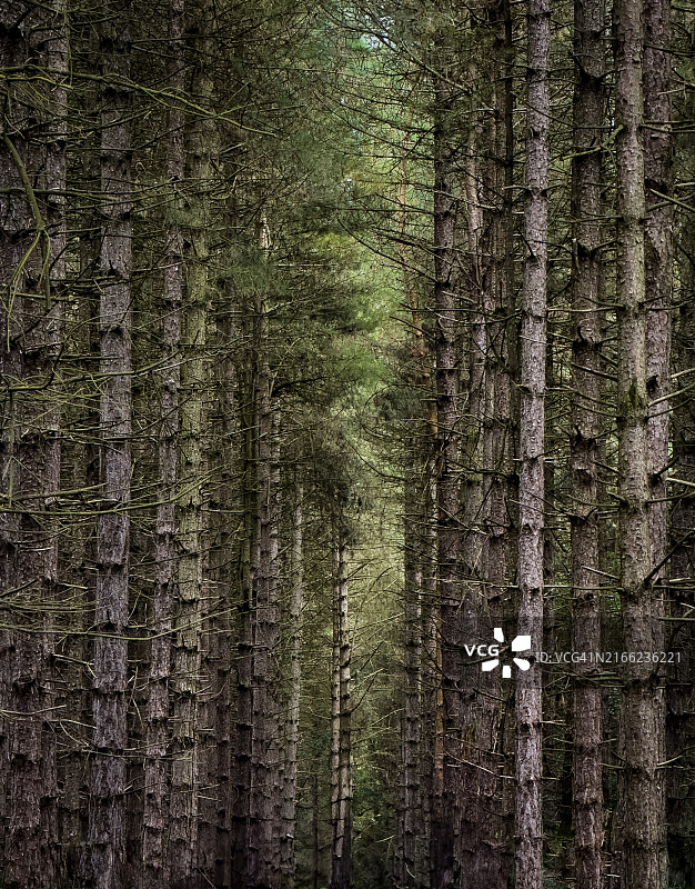 黑暗林地大道上的成排树木图片素材