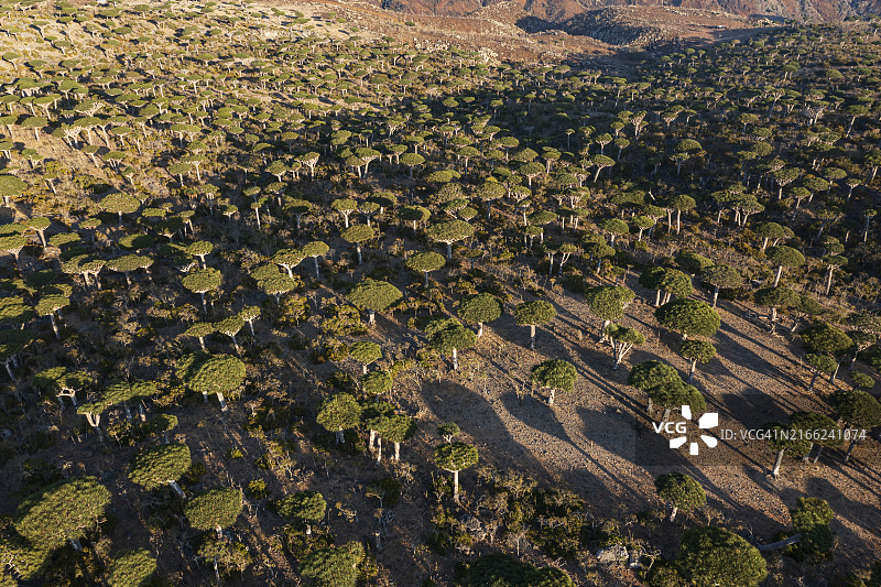 日落时分Firhmin的龙血树图片素材