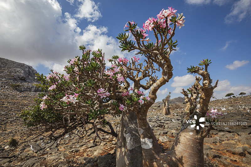 开花的瓶子树图片素材