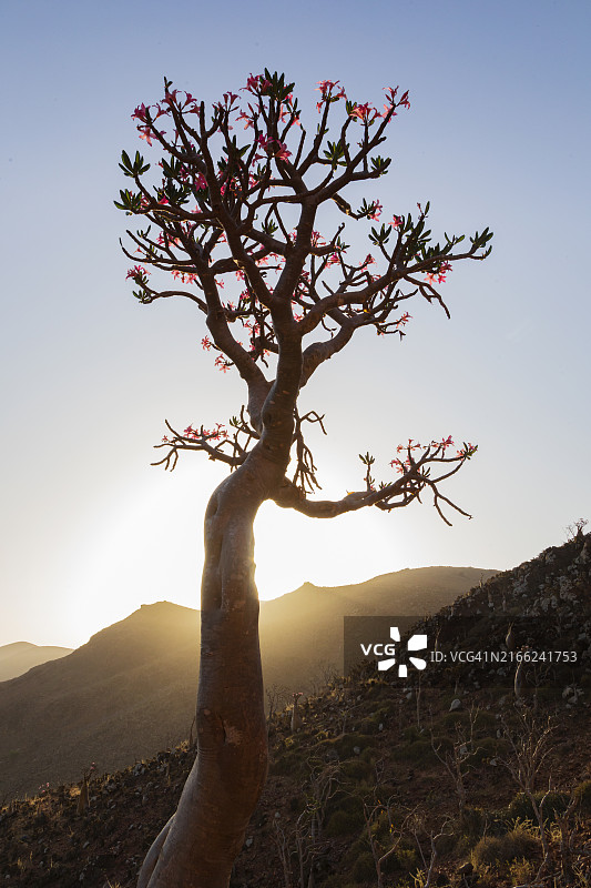 日出时分的瓶子树图片素材