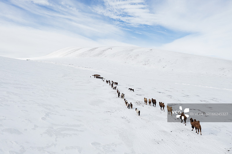 黑湖附近冬季迁徙的牲畜图片素材