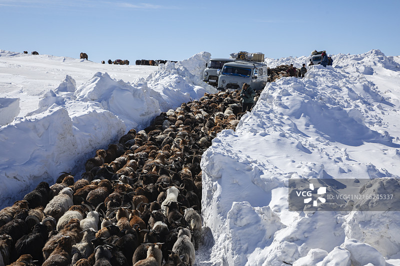蒙古西部迁徙的牲畜图片素材