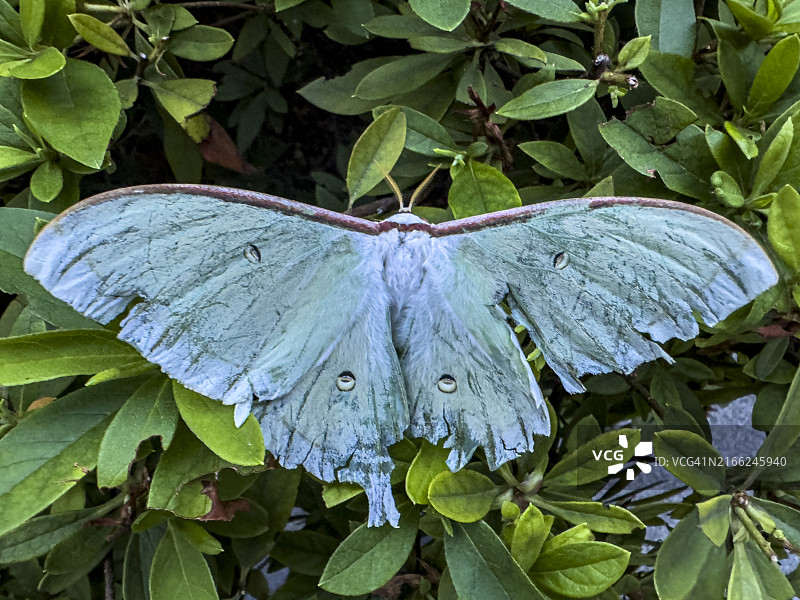 东五反田黄昏受损翅膀的月神蛾图片素材