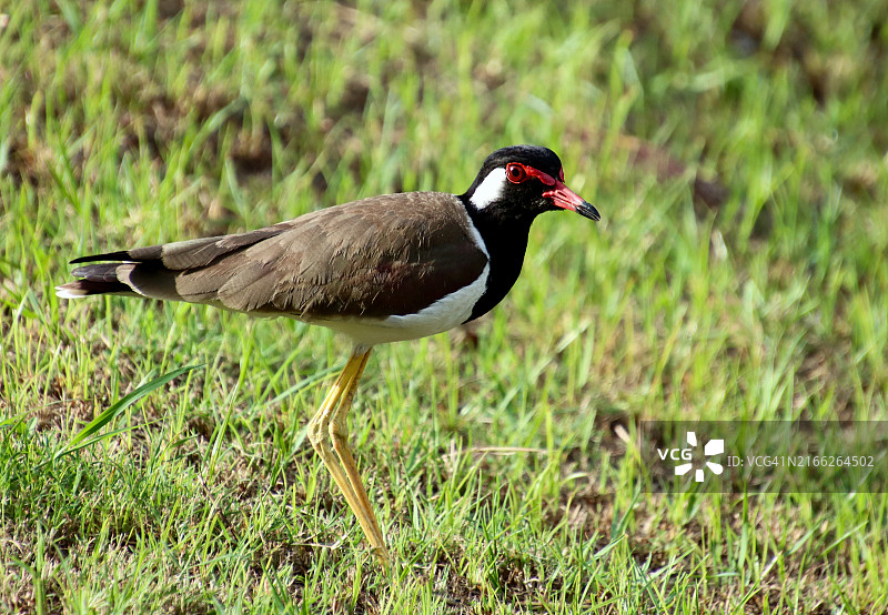 红胸lap，泰国大城府图片素材