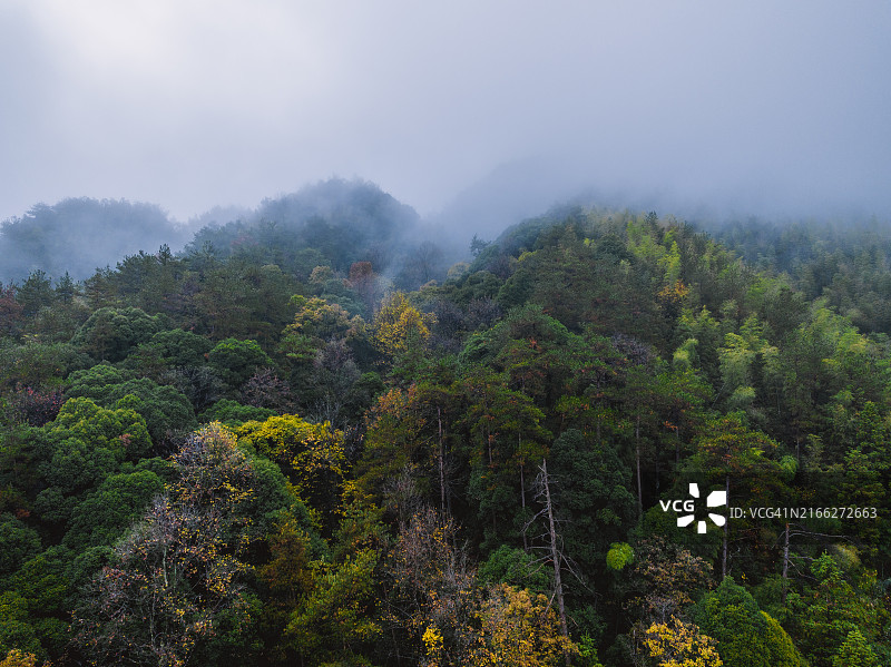 雾天山林图片素材