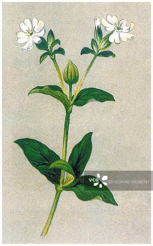 老式彩色石印植物插图：白屈菜图片素材