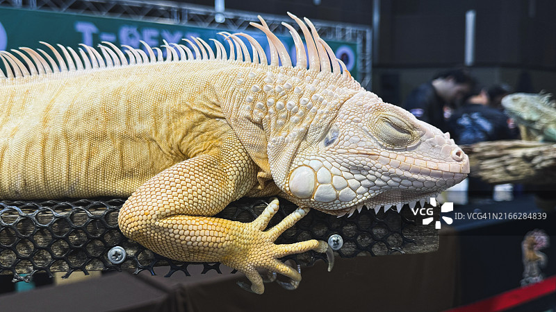 室内场景中闭眼宁静休息的大型黄色鬣蜥图片素材