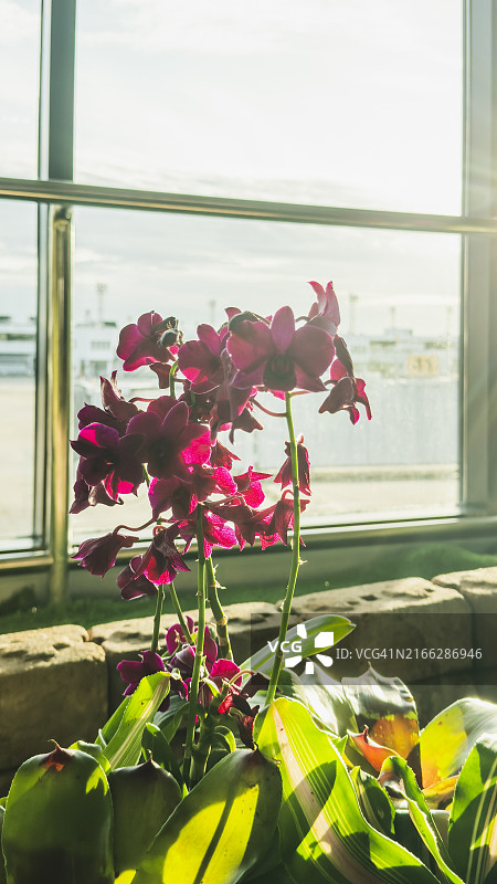 明亮窗户旁的阳光下的兰花图片素材