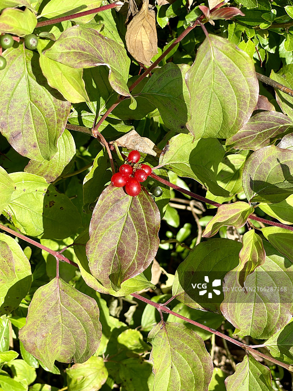 特写镜头下的红果山茱萸图片素材