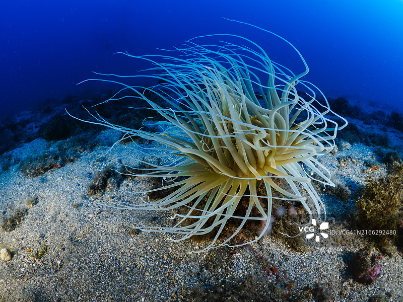 管海葵用细长的触须捕获浮游生物图片素材